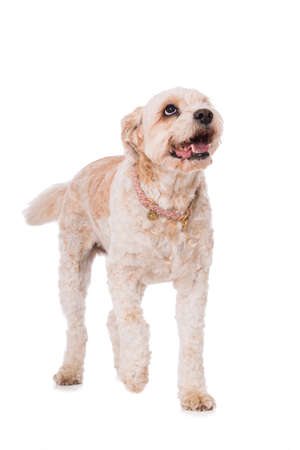 Cute mixed breed dog standing isolated on whiteの写真素材