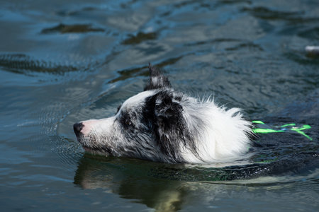 Border collie dog swims in a lakeの写真素材