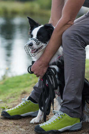 Border collie dog with muzzleの写真素材