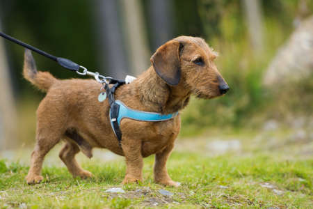 Dachshund with harness in a parkの写真素材