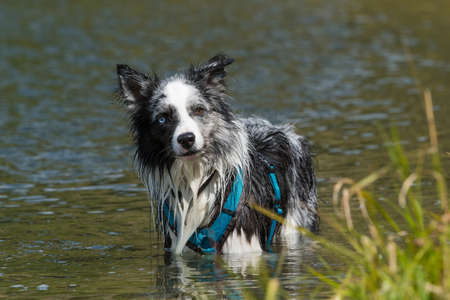 Wet border collie dog in a lakeの写真素材