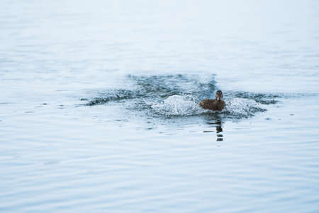 Swimming duck on a lakeの写真素材