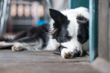 Young border collie dog lying on a wooden balconyの写真素材