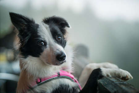 Young dog looks over a balconyの写真素材