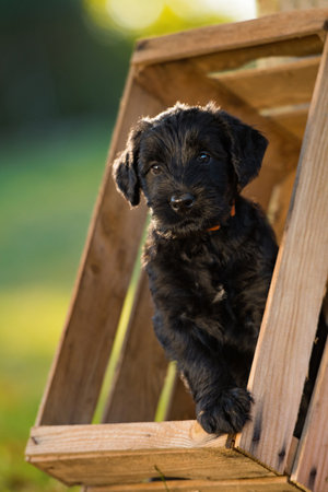 Giant schnauzer puppy sitting in a wooden box in autumn gardenの写真素材