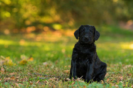 Giant schnauzer puppy sitting in an autumn gardenの写真素材