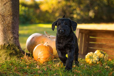 Giant schnauzer puppy with pumpkins in an autumn gardenの写真素材