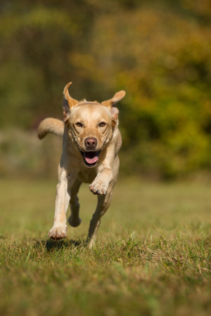 Running labrador dog in a meadowの写真素材