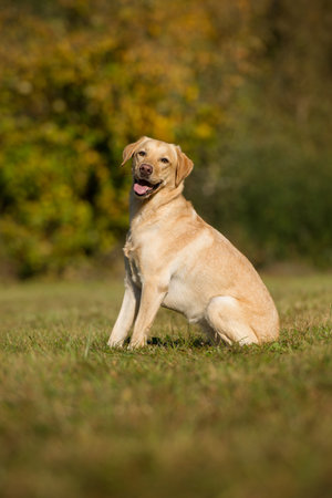 Labrador dog in an autumn meadowの写真素材
