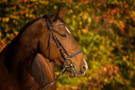 Warmblood horse in autumn landscapeの写真素材