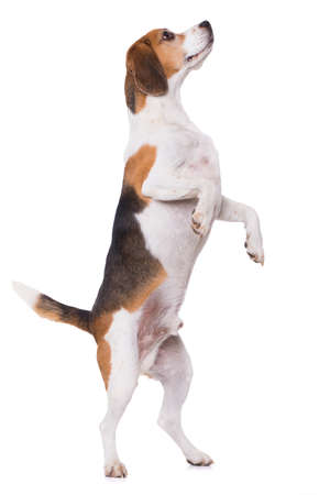 Beagle dog standing on hind legs isolated on white backgroundの写真素材