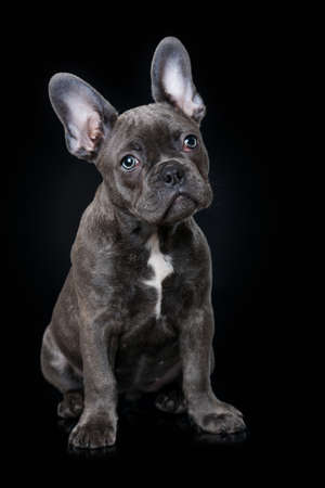 French bulldog puppy on black backgroundの写真素材