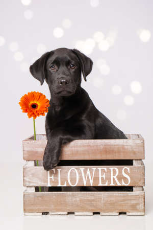 Labrador puppy sitting in a wooden boxの写真素材