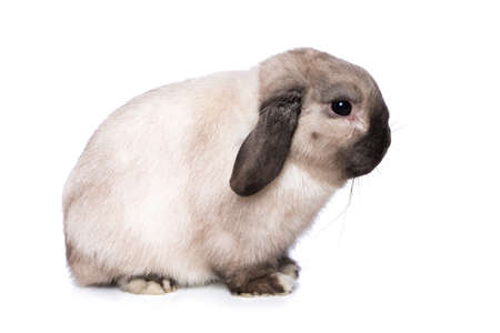 Cute dwarf rabbit isolated on white backgroundの写真素材