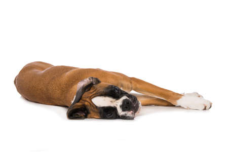Six months old boxer lying isolated on white backgroundの写真素材