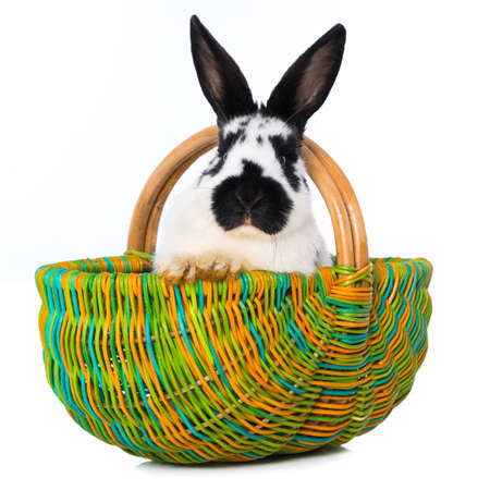 Cute rabbit in a basket isolated on white backgroundの写真素材