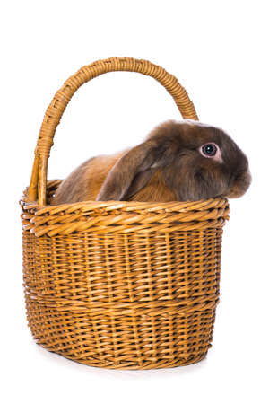 Rabbit in a basket isolated on white backgroundの写真素材