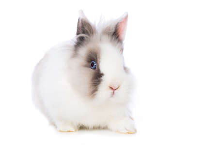 Cute rabbit sitting isolated on white backgroundの写真素材