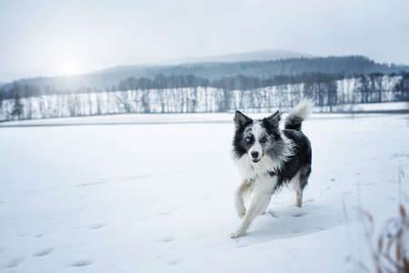 Border collie dog in winter landscapeの写真素材