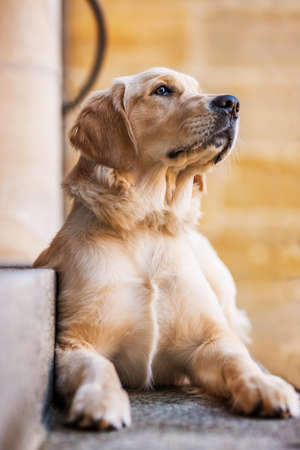 Young golden retriever dog in an old cityの写真素材