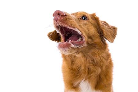 Nova scotia duck tolling retriever dog isolated on white background catches a treat
