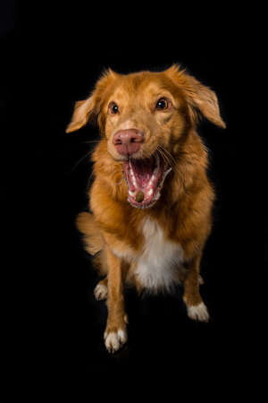 Nova scotia duck tolling retriever dog isolated on black background catches a treatの写真素材