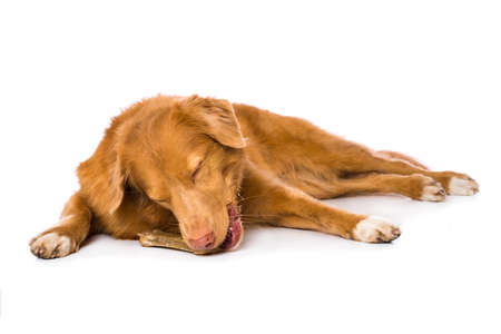 Nova scotia duck tolling retriever dog is chewing a bone isolated on white backgroundの写真素材