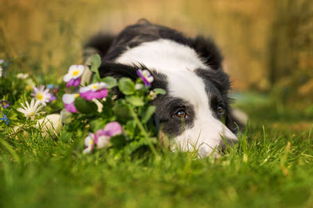 Young border collie lying in a colorful spring meadowの写真素材