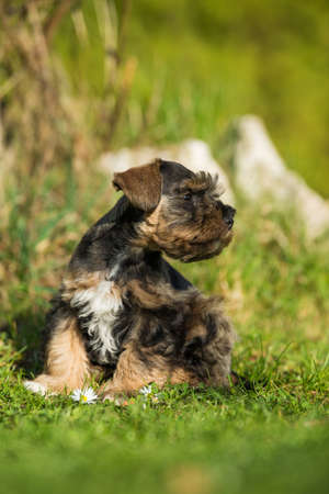 Cute toy schnauzer puppy in a spring gardenの写真素材