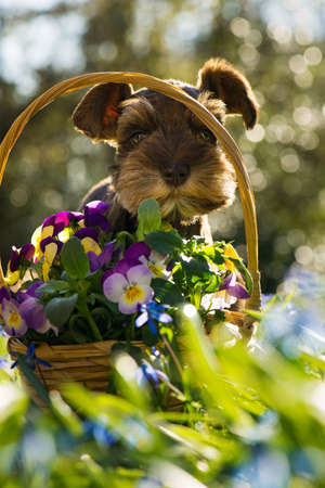 Cute toy snauzer puppy in a spring flower meadow