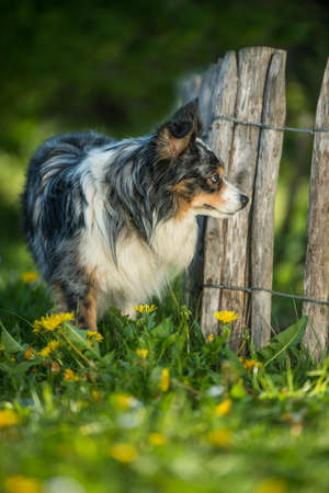 Adult miniature australian shepherd dog in a gardenの写真素材