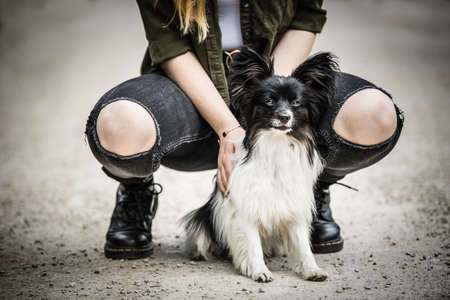 Cute papillon dog sitting between human legsの写真素材