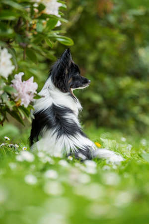 Cute papillon dog in a spring flower meadowの写真素材