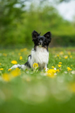 Cute papillon dog in a spring flower meadowの写真素材
