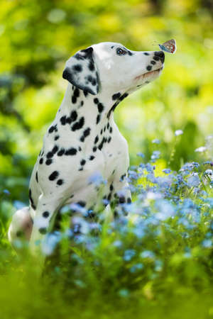Dalmatian puppy with butterfly in a forget me not flower meadowの写真素材