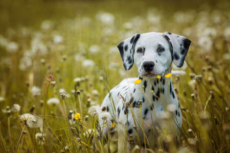 Dalmatian puppy in a dandelion meadowの写真素材