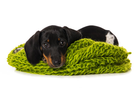 Mini piebald dachshund puppy lying on a scarf on white backgroundの写真素材