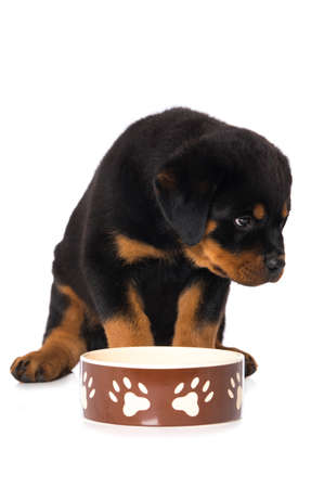Rottweiler puppy with water bowl isolated on white backgroundの写真素材
