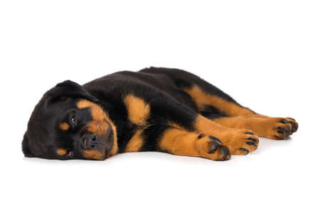 Rottweiler puppy lying isolated on white backgroundの写真素材
