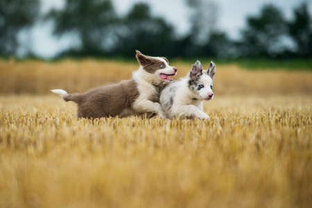 Border collie puppies in a stubble fieldの写真素材