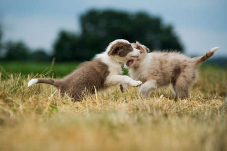 Border collie puppies in a stubble fieldの写真素材