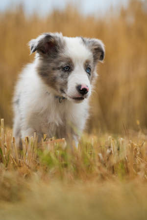 Border collie puppy in a stubble fieldの写真素材
