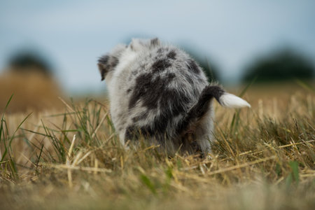 Border collie puppy in a stubble fieldの写真素材