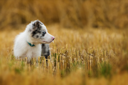 Border collie puppy in a stubble fieldの写真素材