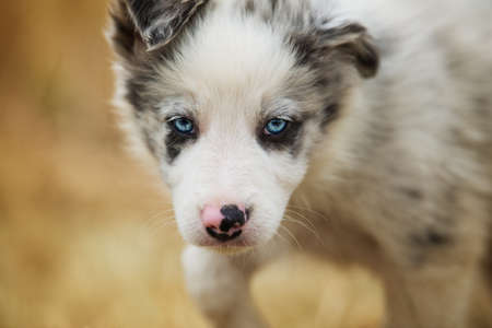 Cute border collie puppy in a stubble fieldの写真素材