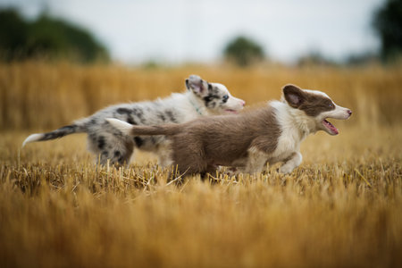 Border collie puppies running in a stubble fieldの写真素材
