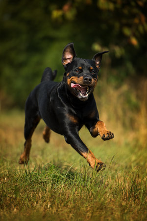 Rottweiler dog in a summer meadowの写真素材