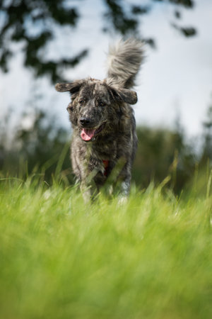 Cross breed dog in summer natureの写真素材
