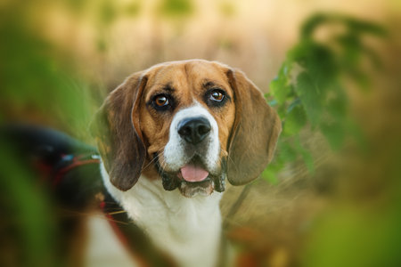 Beagle dog in summer landscape