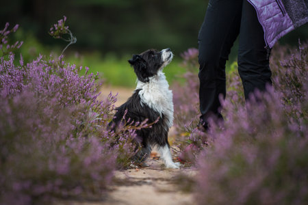 Cute dog in heather landspaceの写真素材